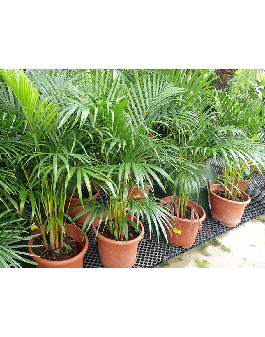 Areca Palm Yellow Palm